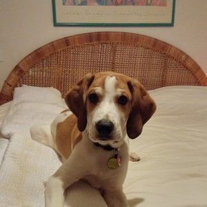 Meet your Posher, Josephine